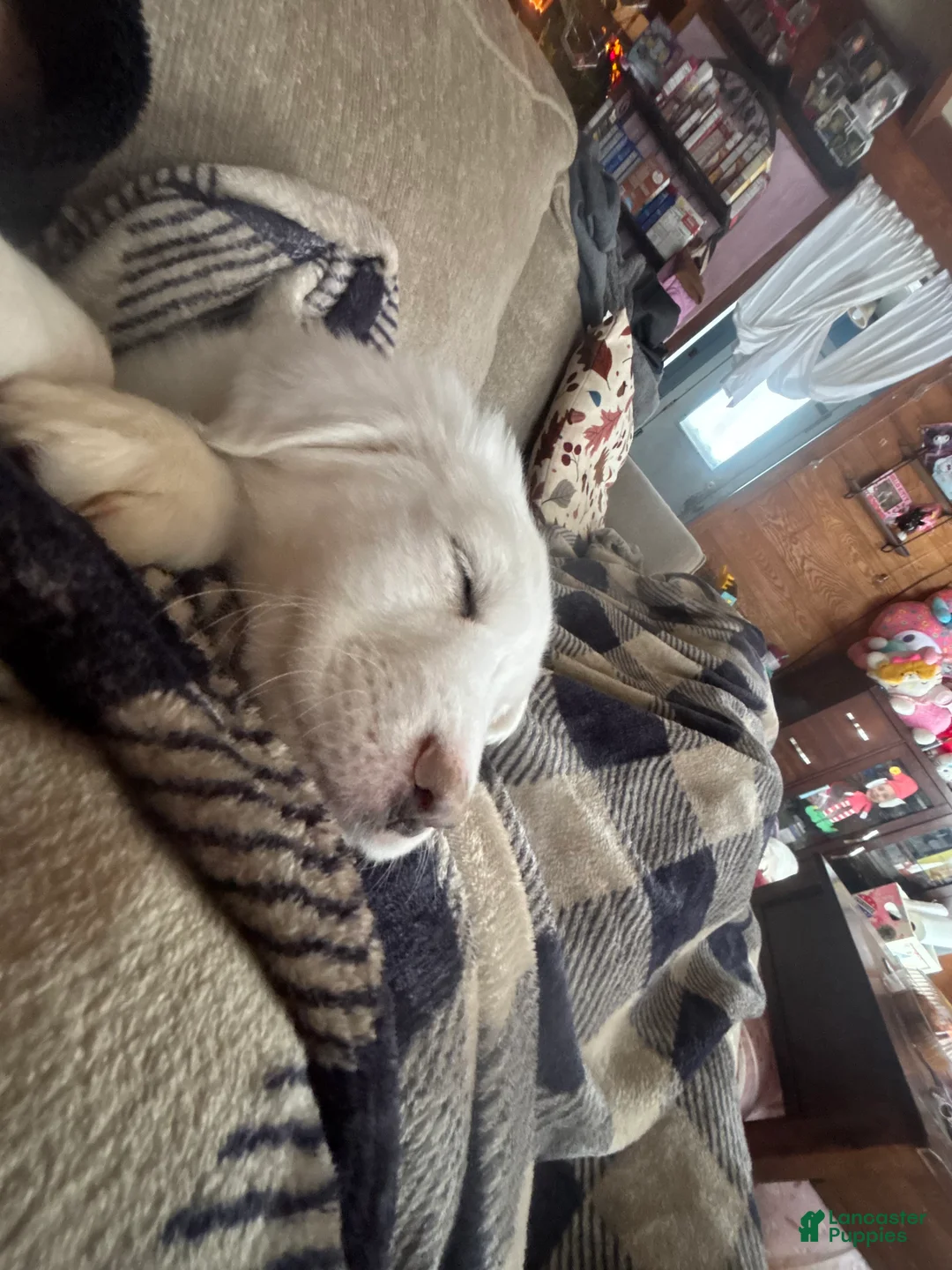 Great Pyrenees dogs for sale: Ms Vanilla Bean  - Ad 3