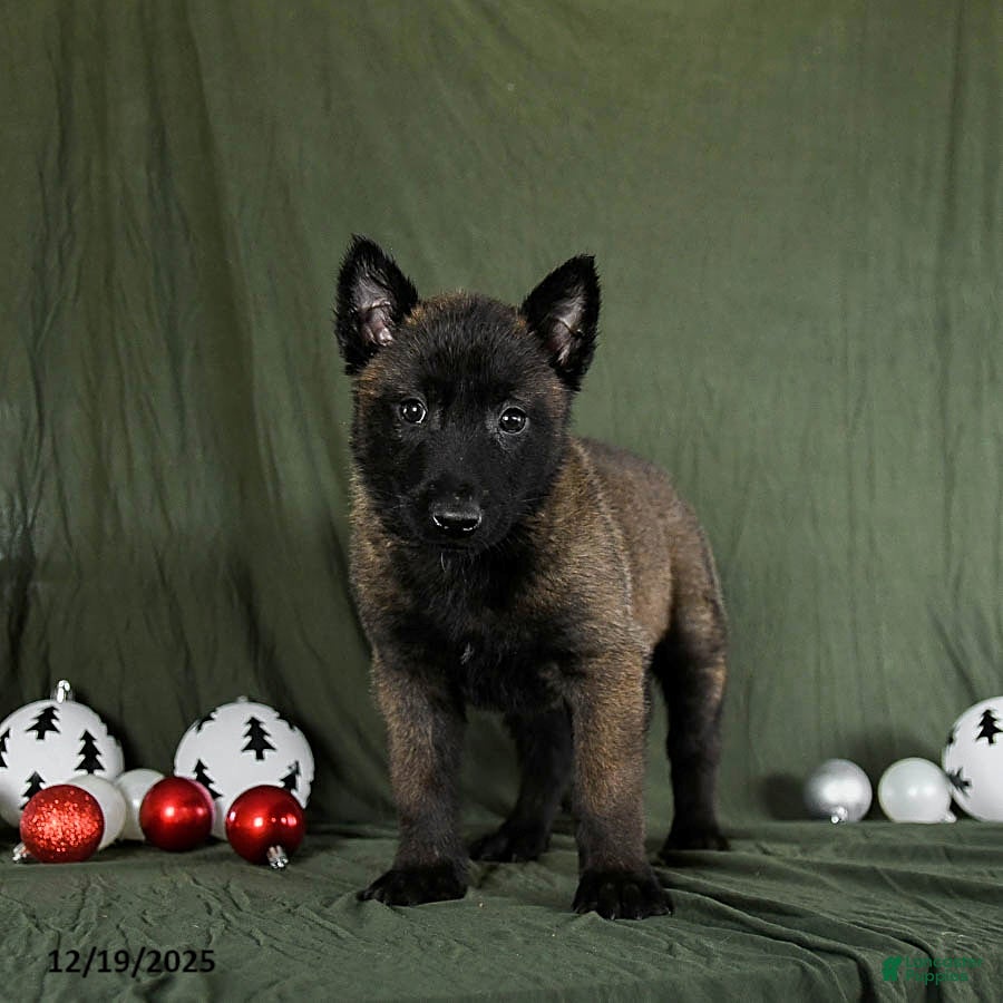 Belgian Malinois dogs Ollie - Ad 2