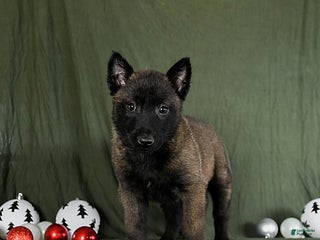 Belgian Malinois dogs Ollie - Ad 2