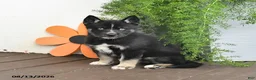 Gerberian Shepsky dogs for sale: Frisky - Ad 4