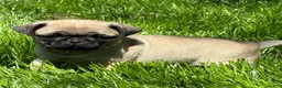 Pug dogs for sale: Niky - Ad 5