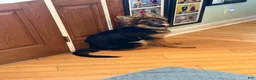 German Shepherd dogs for sale: Cuddles - Ad 2
