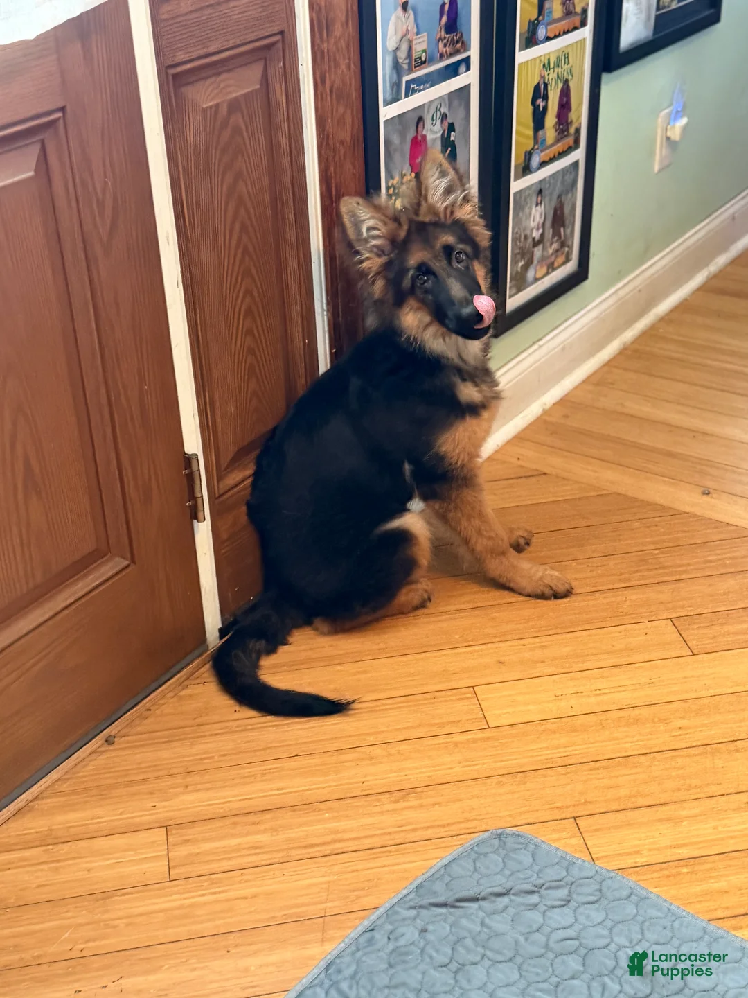 German Shepherd dogs for sale: Cuddles - Ad 2
