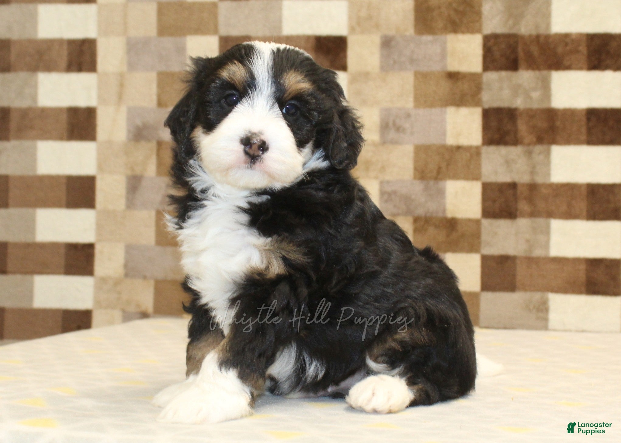 Mini Bernedoodle dogs Rascal - Ad 1
