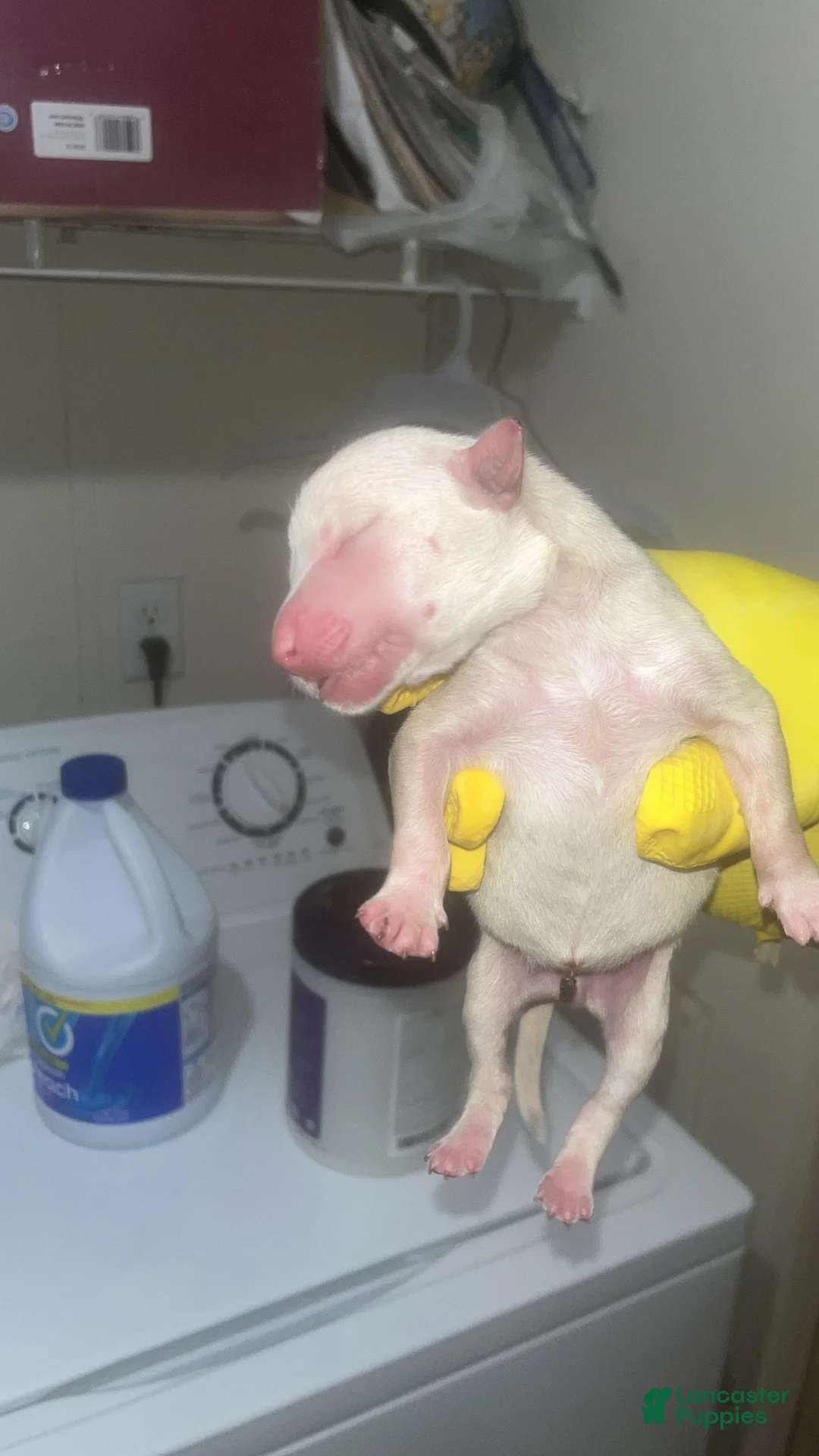 American Pit Bull Terrier dogs for sale: American Pit Bull Terrier 11 - Ad 1