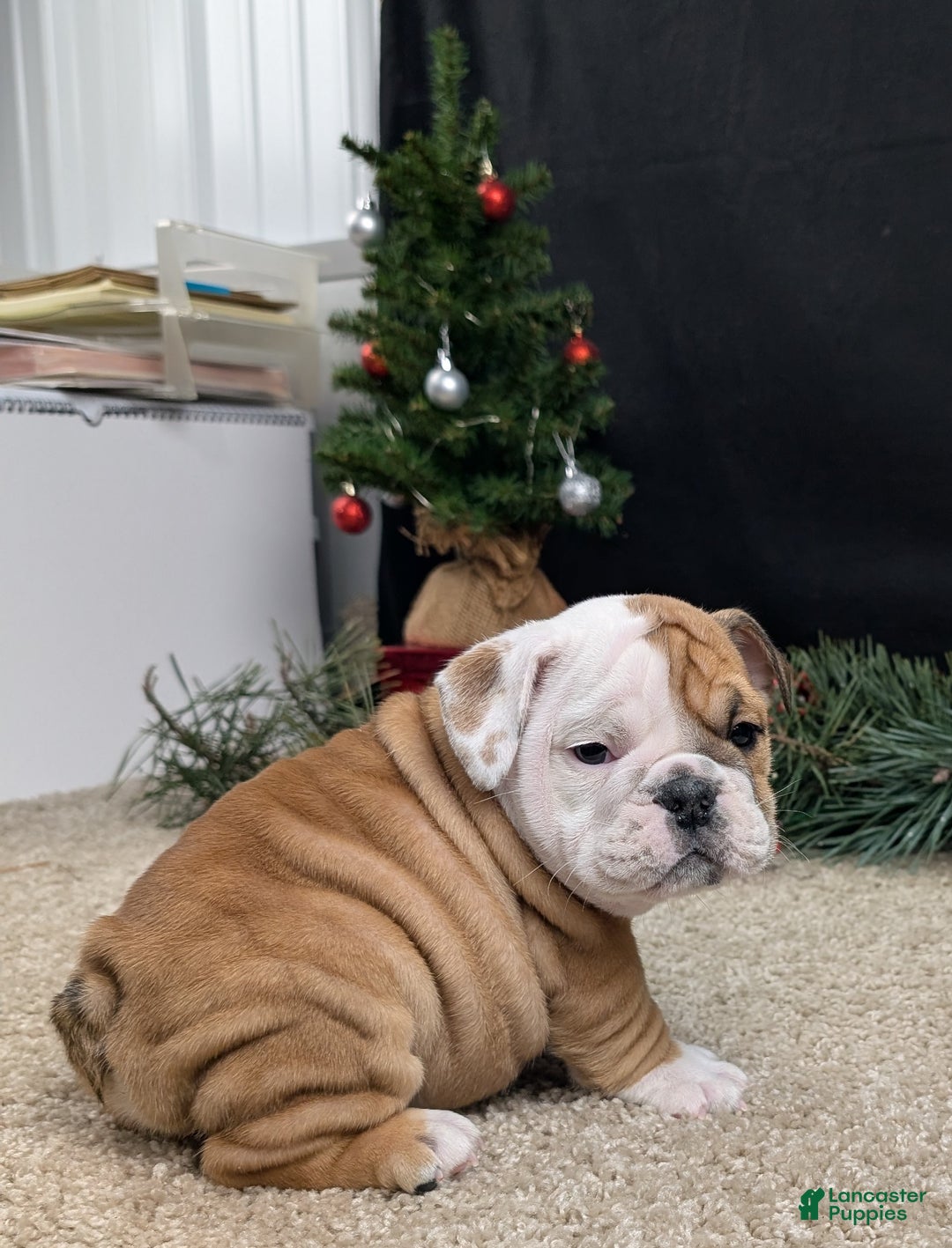 English Bulldog dogs for sale: BJ - Ad 3