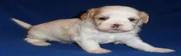 Shihpoo dogs for sale: Ripley - Ad 6