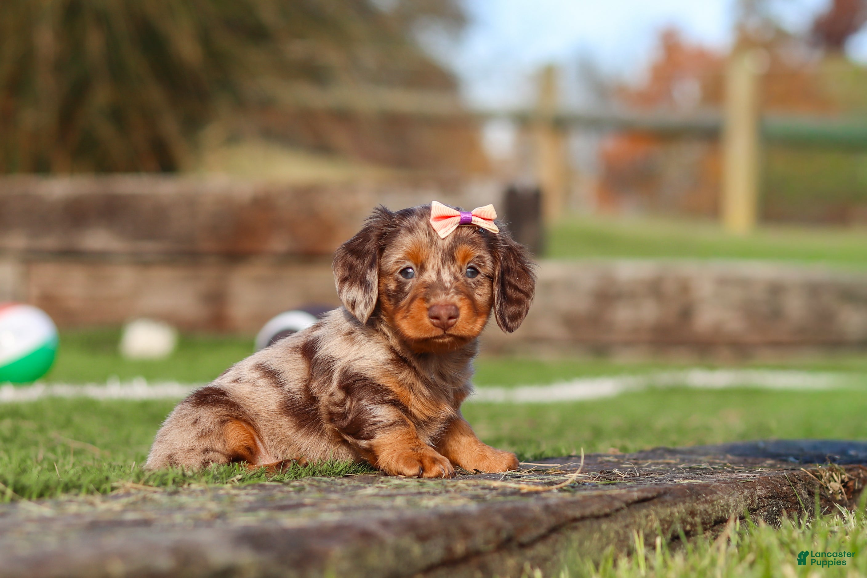 Miniature Dachshund dogs for sale: Jewel - Ad 2
