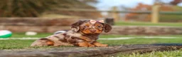 Miniature Dachshund dogs for sale: Jewel - Ad 2