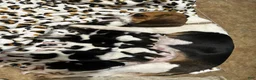 Beagle dogs for sale: Pinto - Ad 6