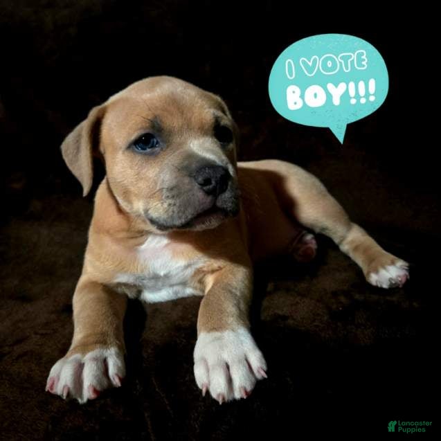 American Pit Bull Terrier Puppy 3