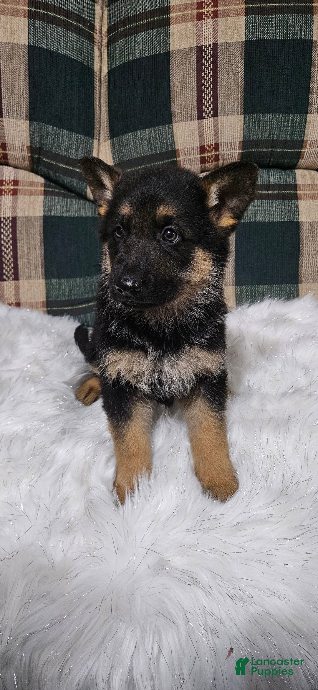 German Shepherd dogs for sale: Finn - Ad 3