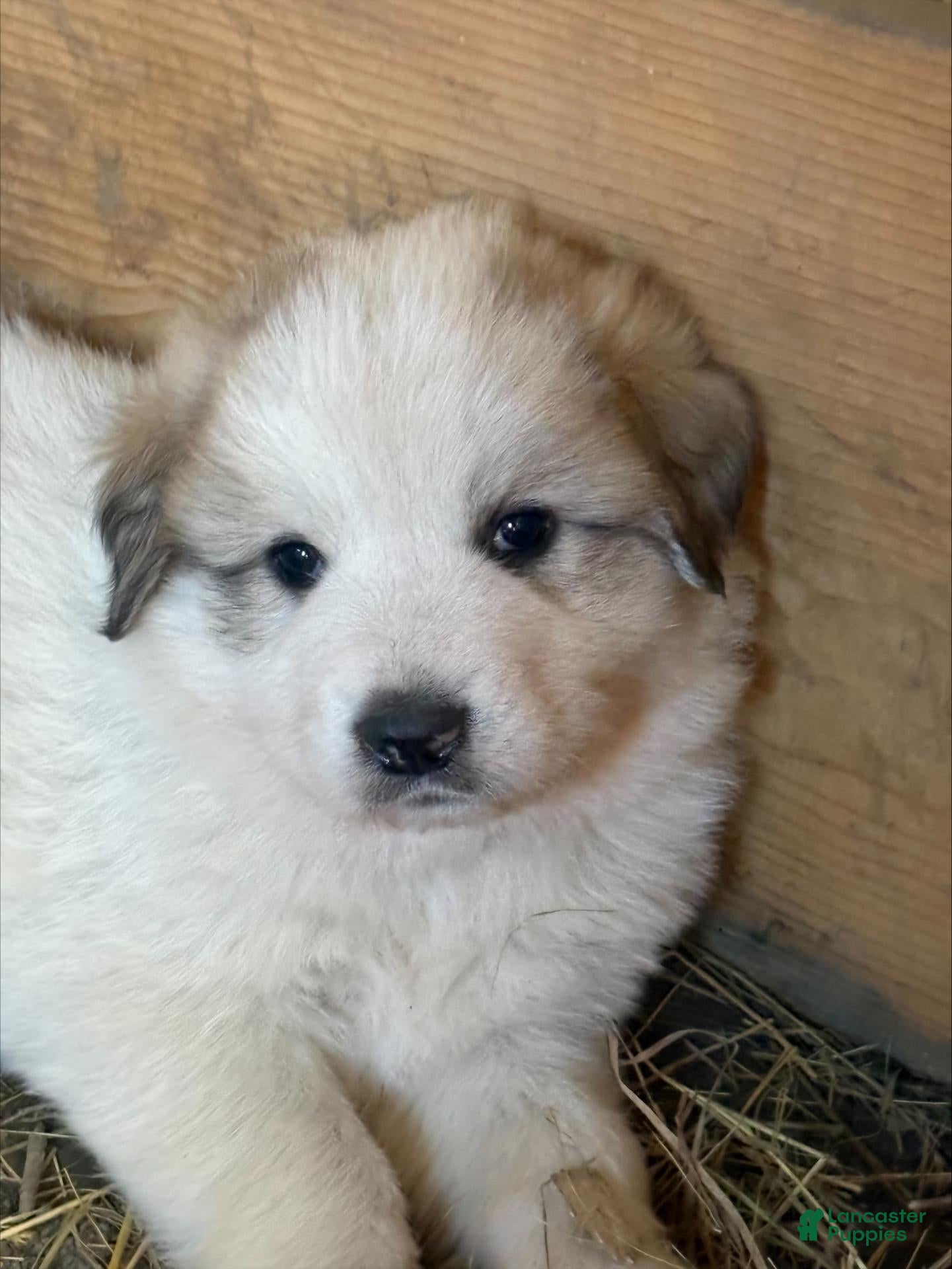 Great Pyrenees dogs for sale: Great Pyrenees 4 - Ad 26