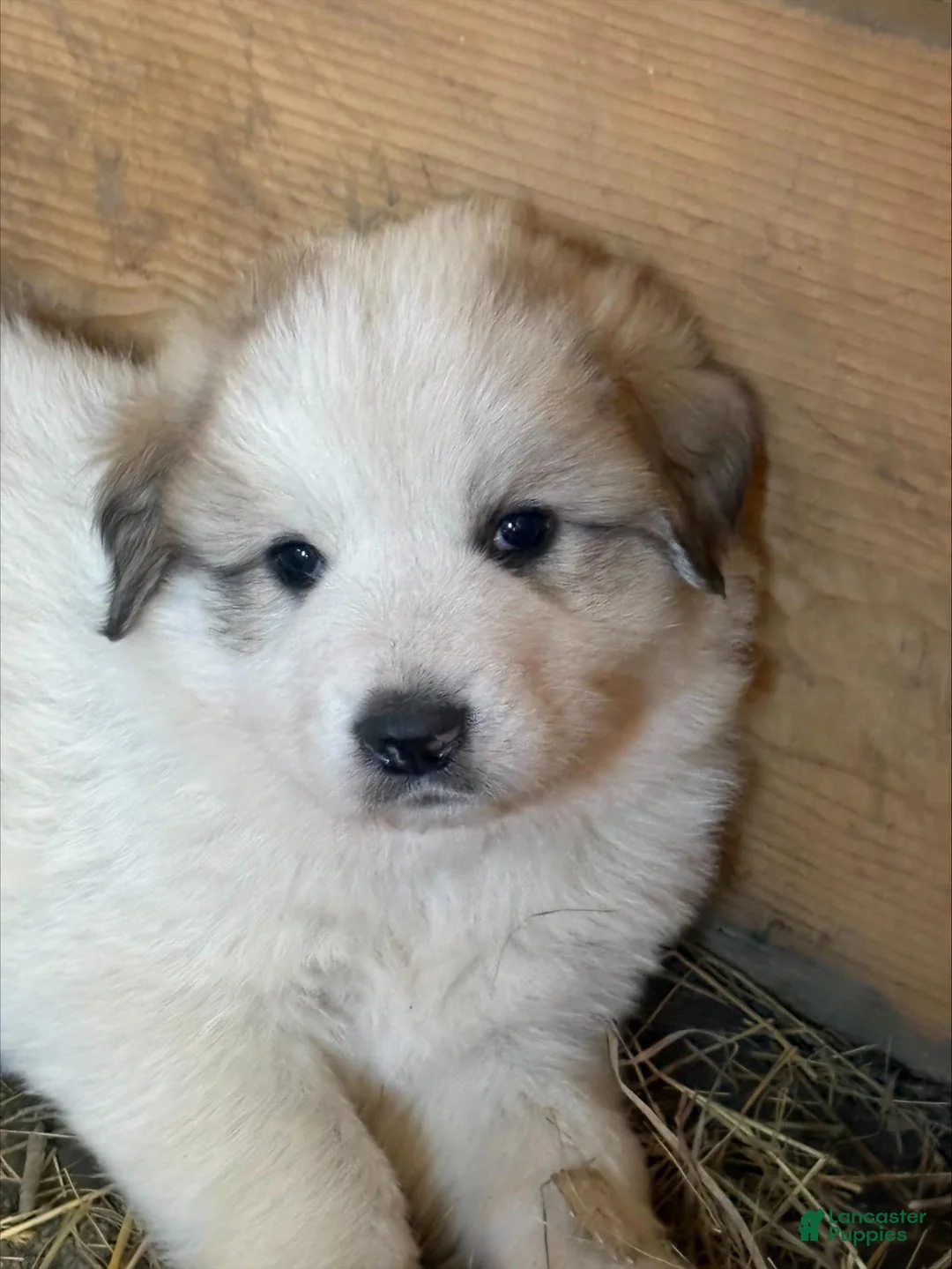 Great Pyrenees dogs for sale: Great Pyrenees 4 - Ad 3