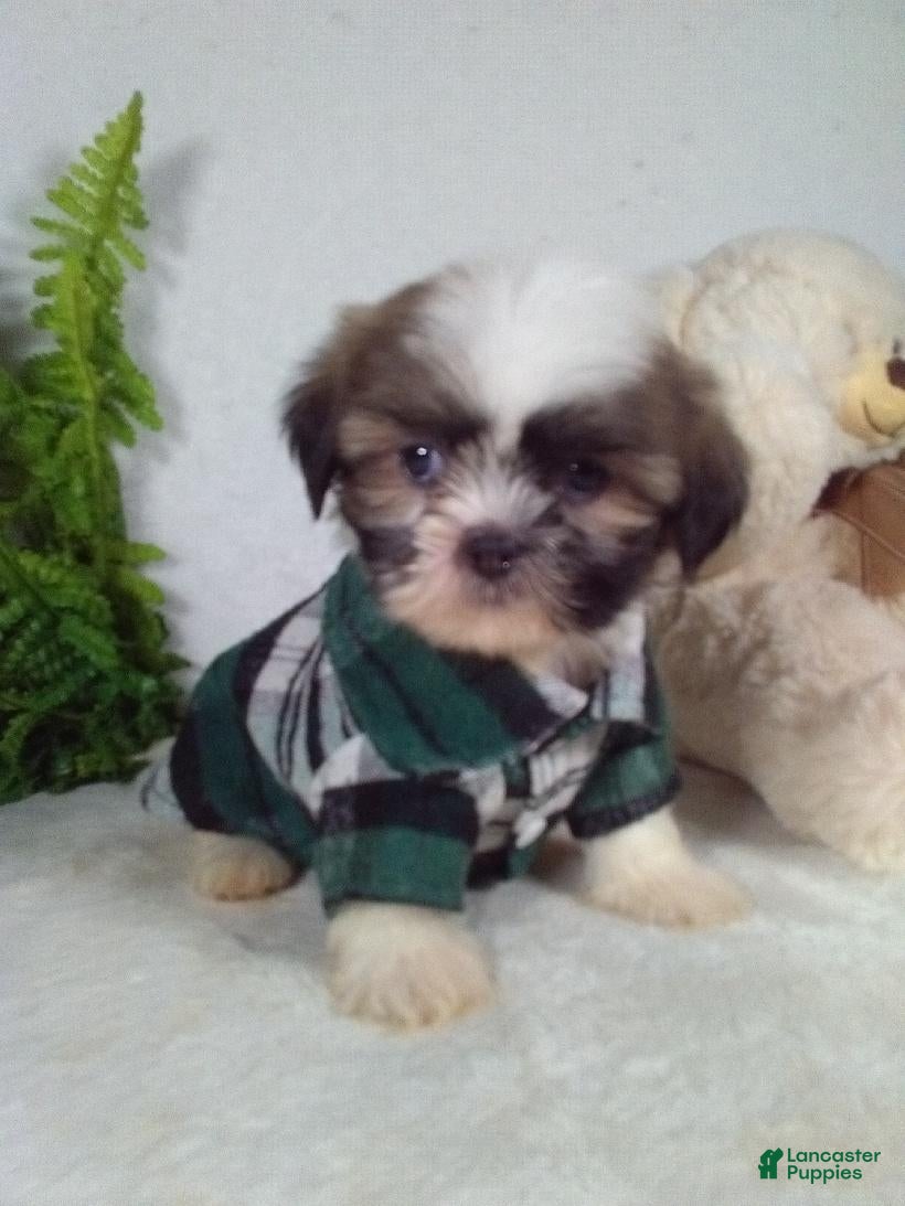 Shih Tzu dogs Marley - Ad 2