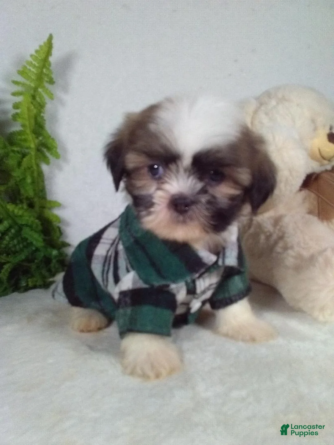 Shih Tzu dogs for sale: Marley - Ad 2