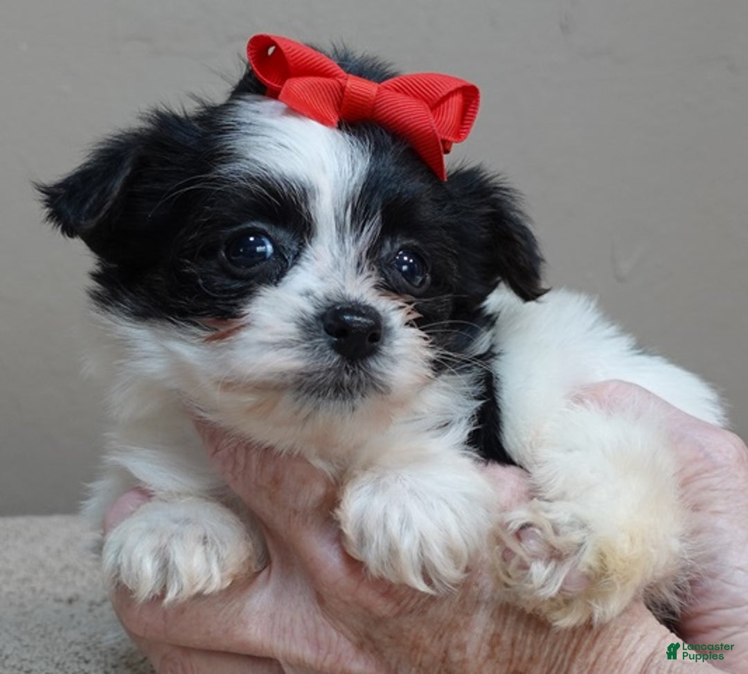 Yorkshire Terrier dogs for sale: Presley dob 10/13 - Ad 6