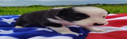 Border Collie dogs for sale: Skipper  - Ad 16