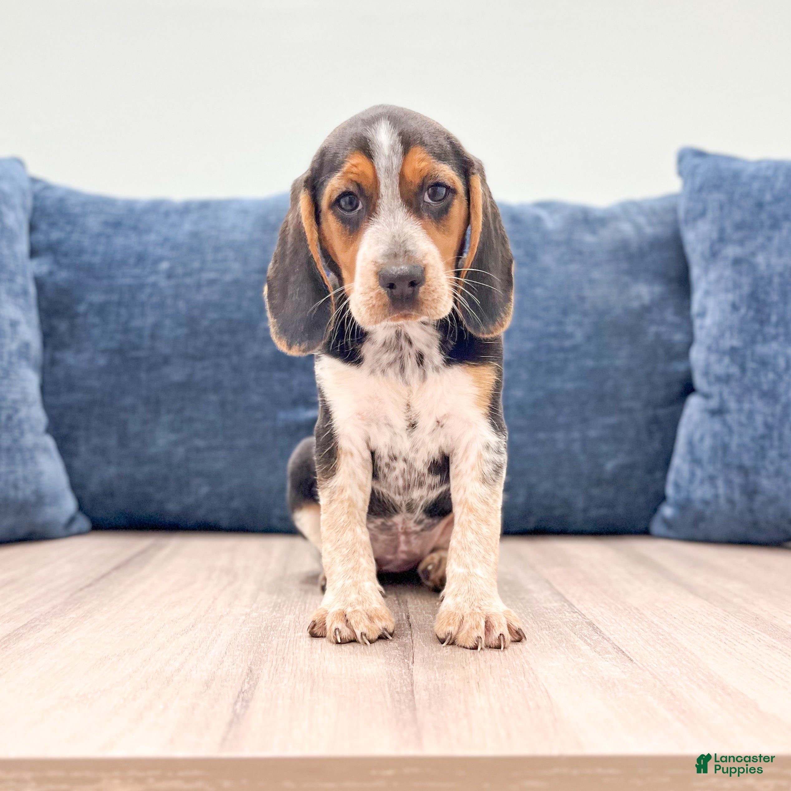 Beagle dogs Daisy - Ad 1