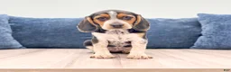 Beagle dogs for sale: Daisy - Ad 1