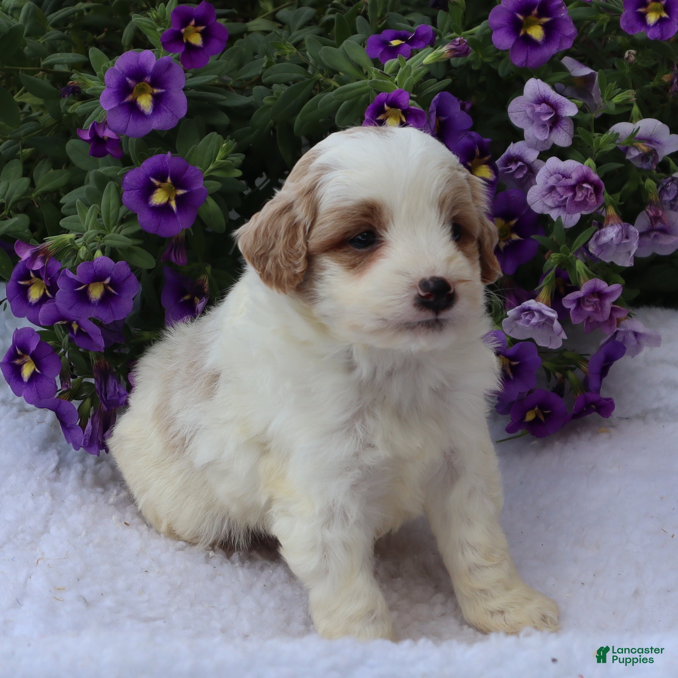 Mini Goldendoodle dogs Chester - Ad 2