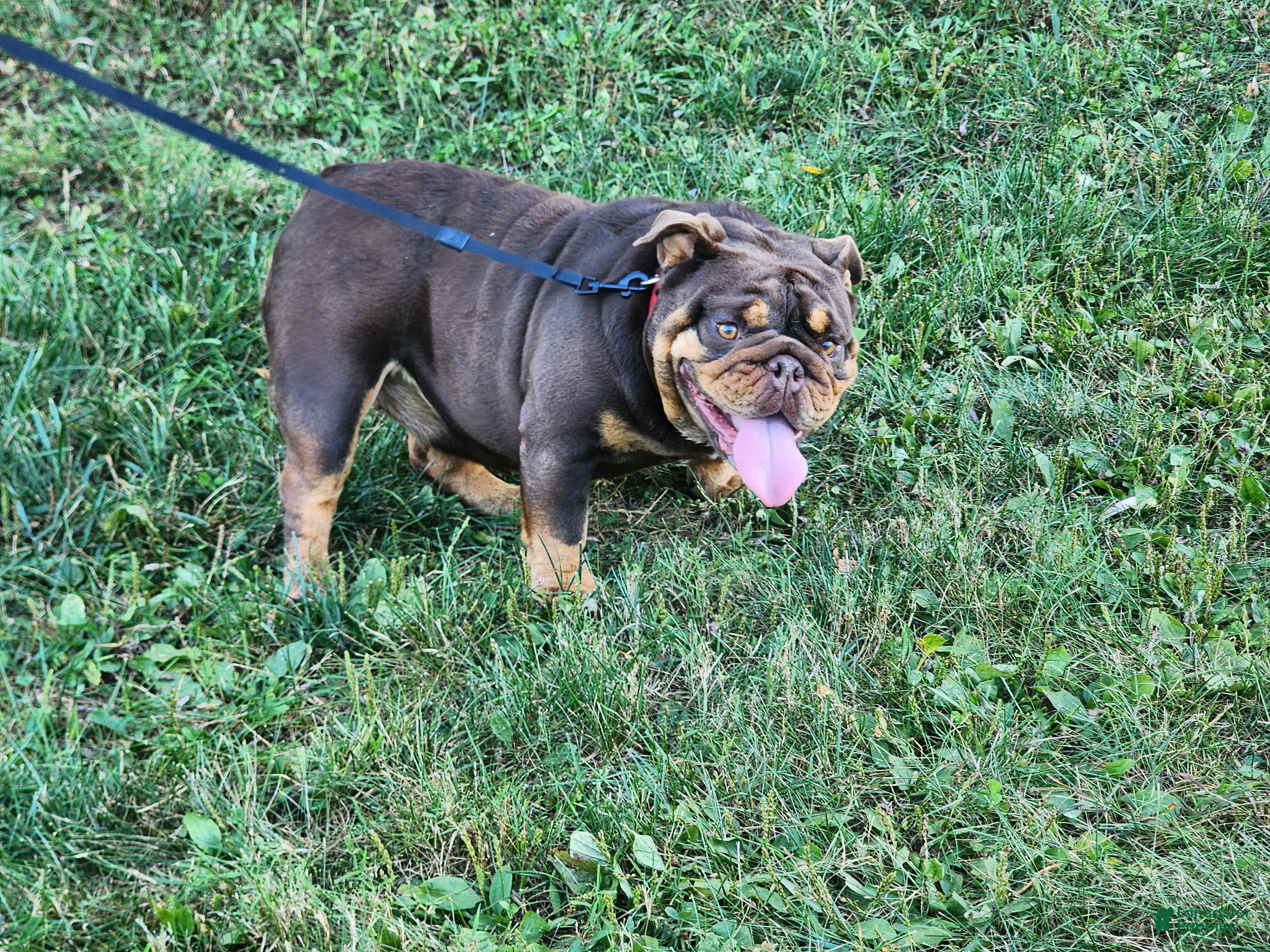 English Bulldog dogs for sale: Alexa - Ad 1