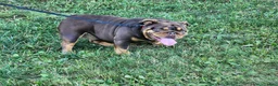 English Bulldog dogs for sale: Alexa - Ad 1