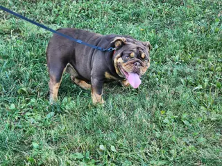 English Bulldog dogs for sale: Alexa - Ad 1