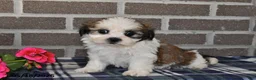 Shih Tzu dogs for sale: Kevin - Ad 4