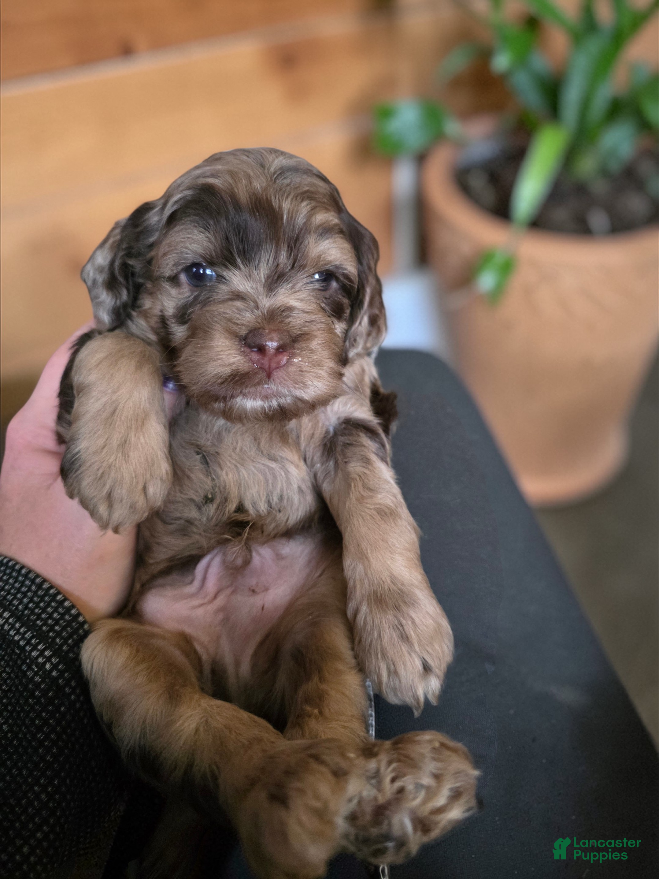 Cockapoo dogs Cockapoo Puppy 1 - Ad 2