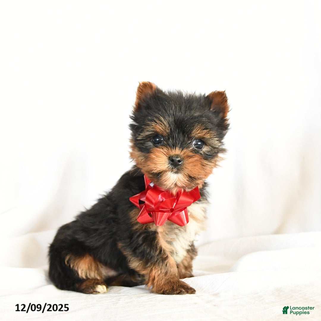 Yorkshire Terrier dogs for sale: Chess - Ad 1