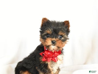 Yorkshire Terrier dogs Chess - Ad 40