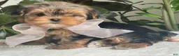 Biewer Terrier dogs for sale: Izzy - Ad 5