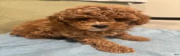 Maltipoo dogs for sale: Simba  - Ad 3
