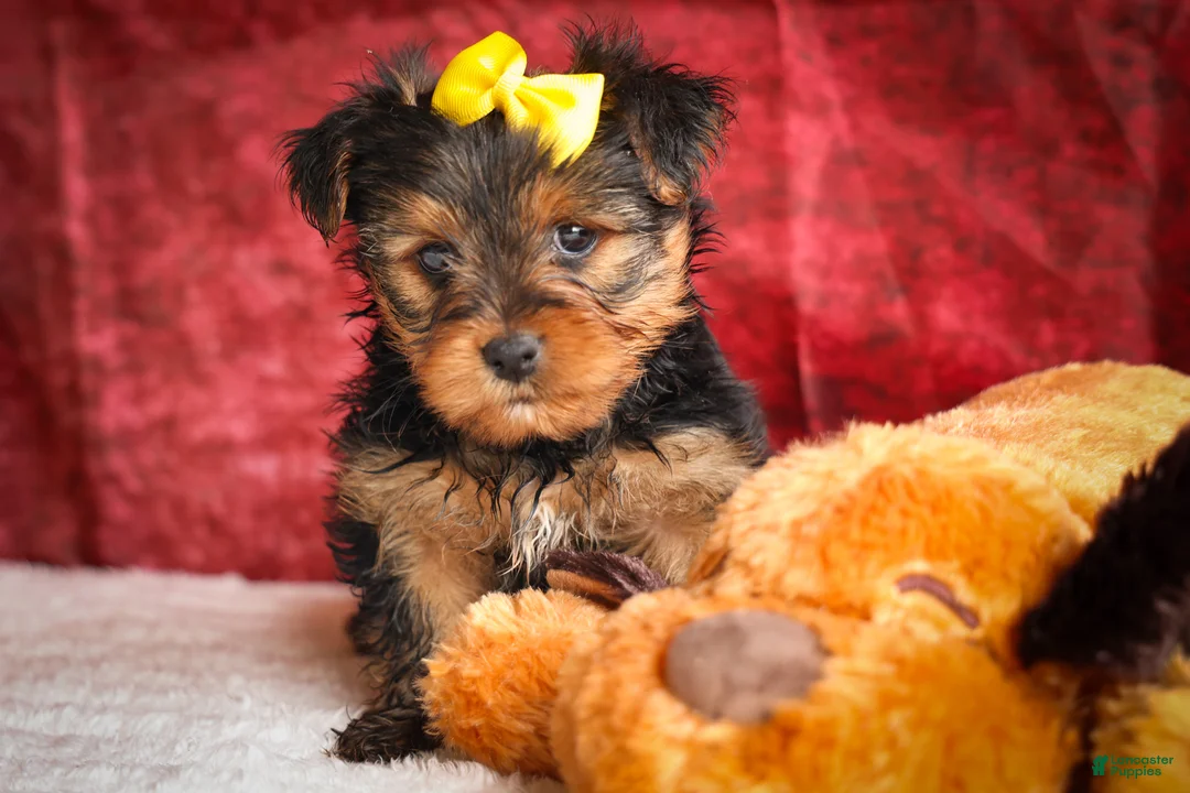 Yorkshire Terrier dogs for sale: DIESEL - Ad 2