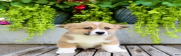 Welsh Corgi Pembroke dogs for sale: Ranger - Ad 3