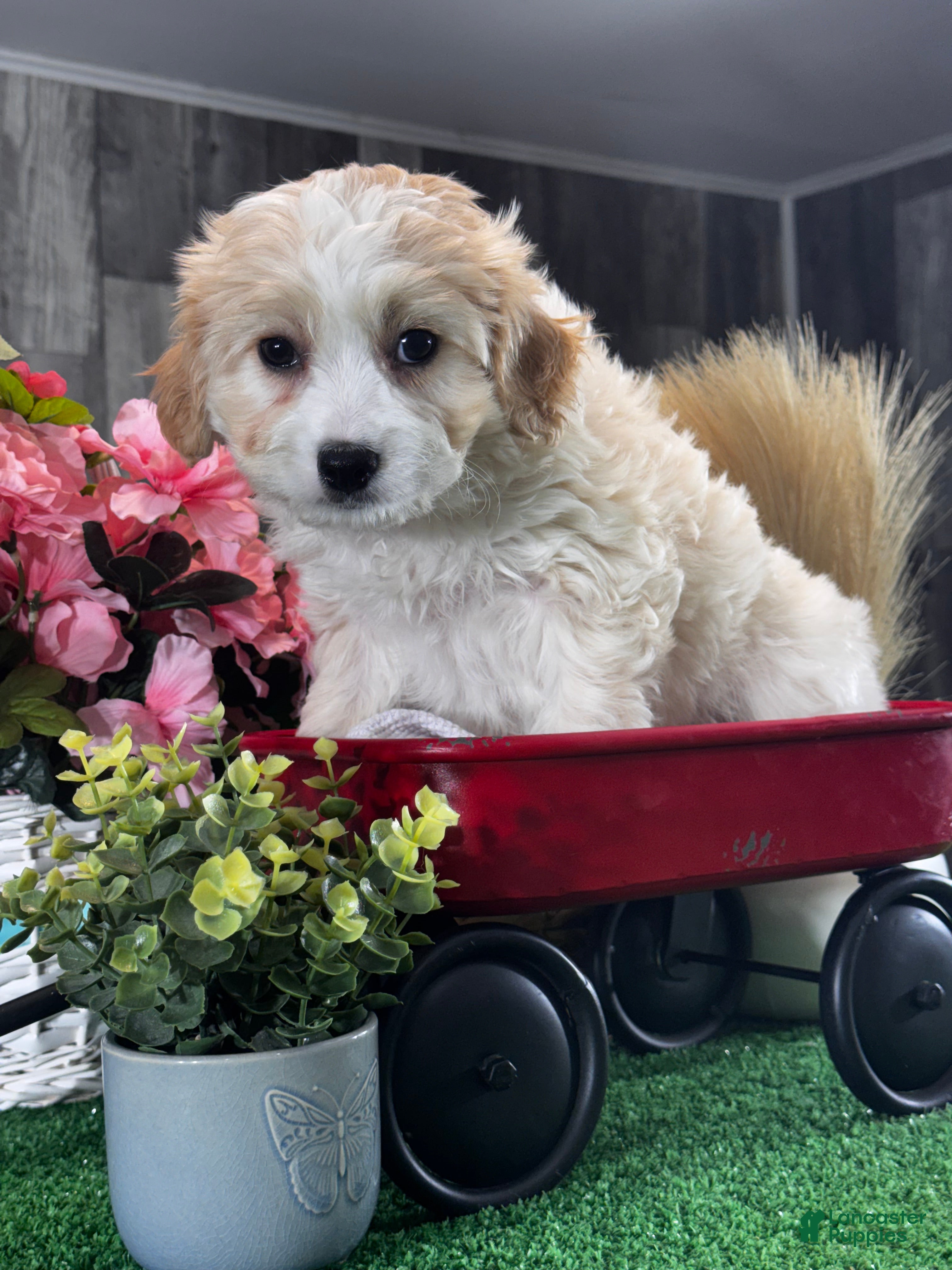 Cavachon dogs Vance - Ad 27