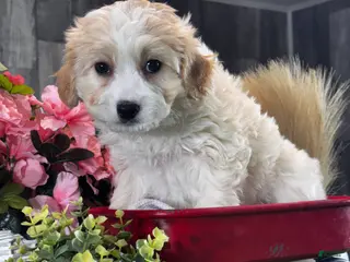 Cavachon dogs Vance - Ad 27