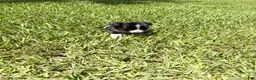 Mixed Breed dogs for sale: Savannah - Ad 12