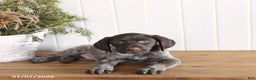 German Shorthaired Pointer dogs for sale: Gunner - Ad 3