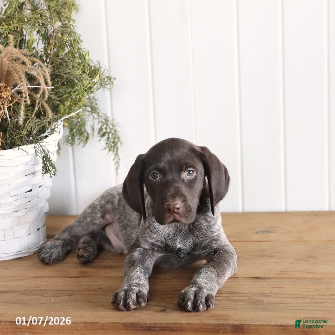 German Shorthaired Pointer dogs for sale: Gunner - Ad 3