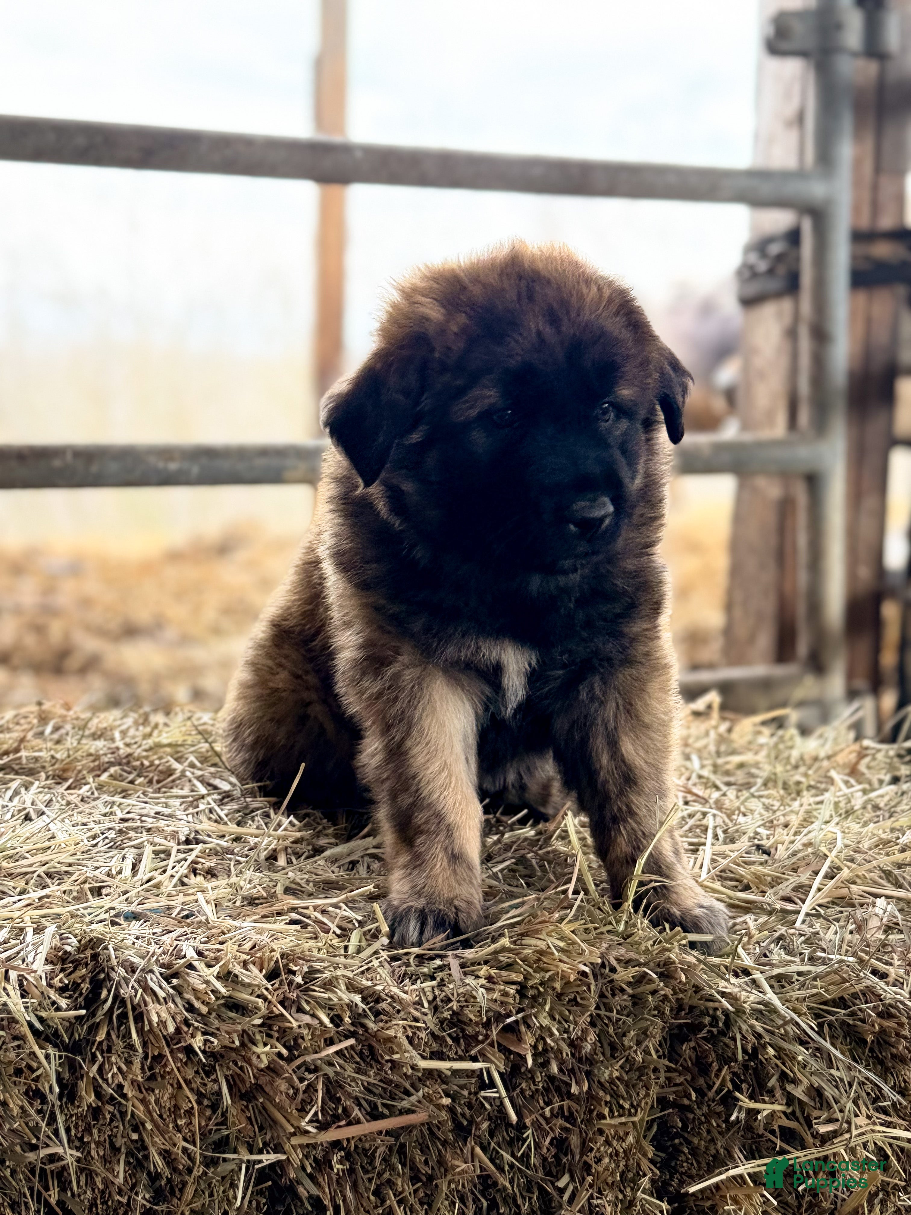Estrela Mountain Dog dogs Amynta "Defender" - Ad 6