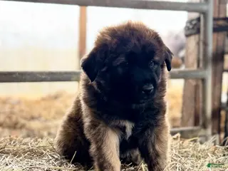 Estrela Mountain Dog dogs Amynta "Defender" - Ad 6