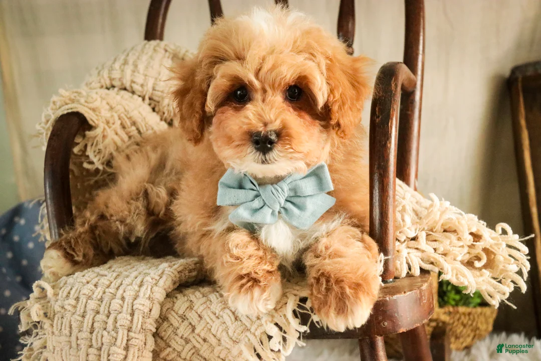 Miniature Poodle dogs for sale: Ramsey - Ad 5