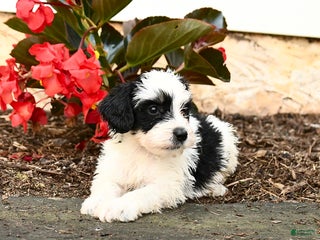 Mini Bernedoodle dogs - Ad 4