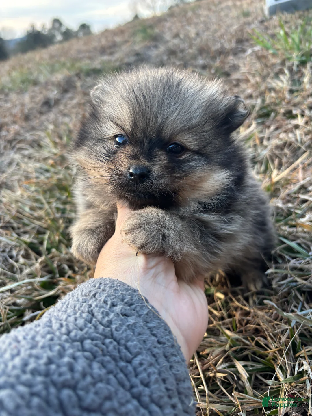 Pomeranian dogs for sale: Akc Orange sable boy 2 - Ad 2