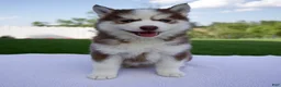 Pomsky dogs for sale: Sierra  - Ad 3