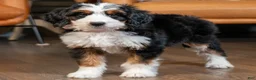Mini Bernedoodle dogs for sale: Mini Amy - Ad 1