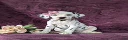 Dalmatian dogs for sale: Kiersten - Ad 1