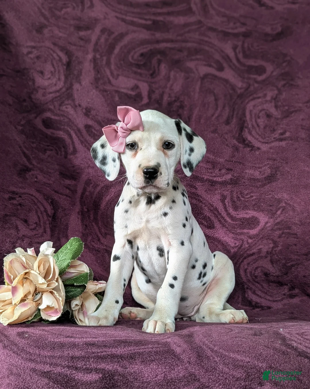 Dalmatian dogs for sale: Kiersten - Ad 1